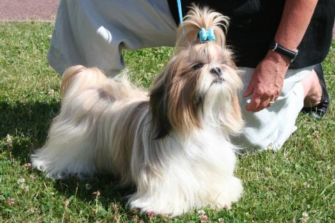 wystawa psów ekwipunek