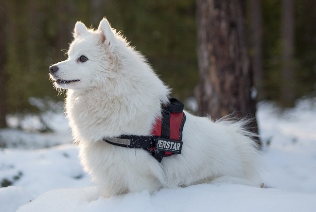 problemy sz psią sierścią