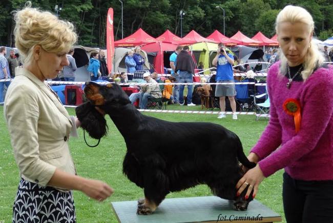wystawa psów rasowych