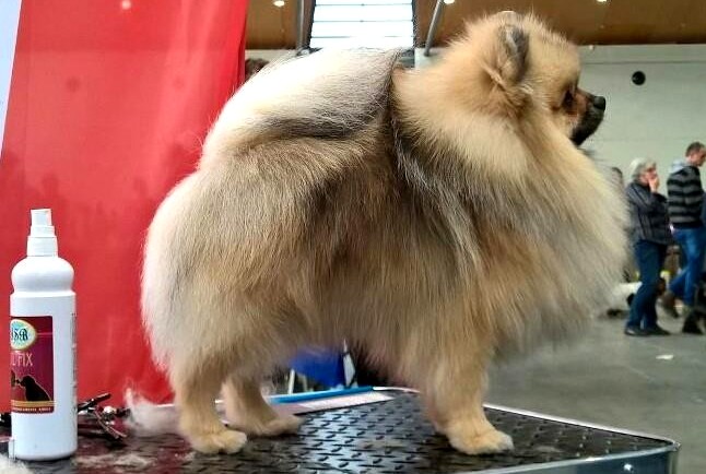 wystawa - psów ekwipunek