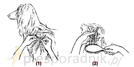 problemy z psią sierścią