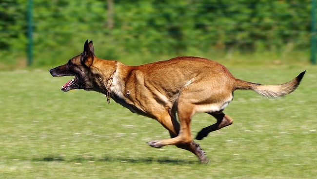 systematyczność trening psa