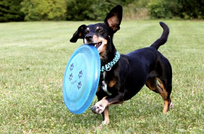 frisbee w starszym wieku