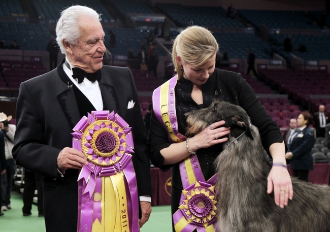 wystawa psów rasowych