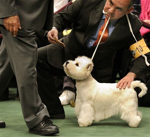 wystawa psów rasowych