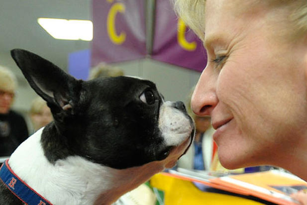 wystawa psów rasowych