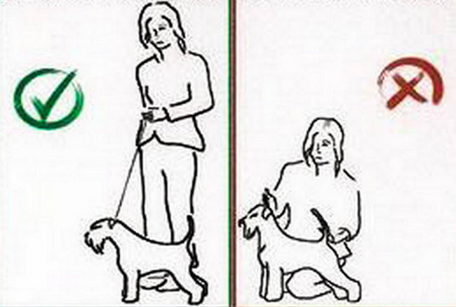 wystawa psów rasowych