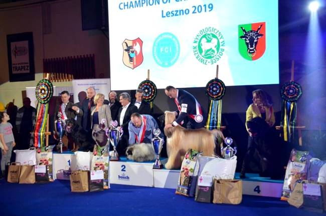 wystawa psów rasowych