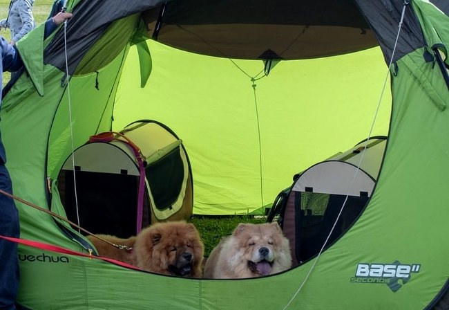 wystawa - psów ekwipunek