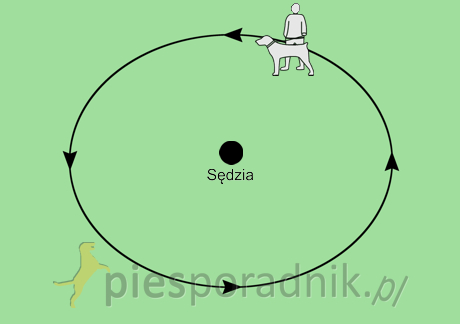 wystawy psów rasowych