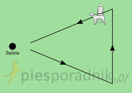 wystawy psów rasowych