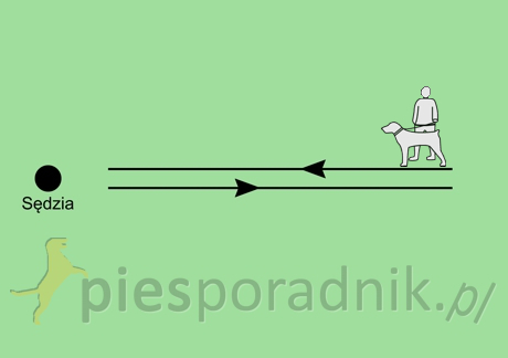 wystawy psów rasowych