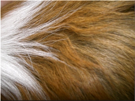 problemy z psią sierścią