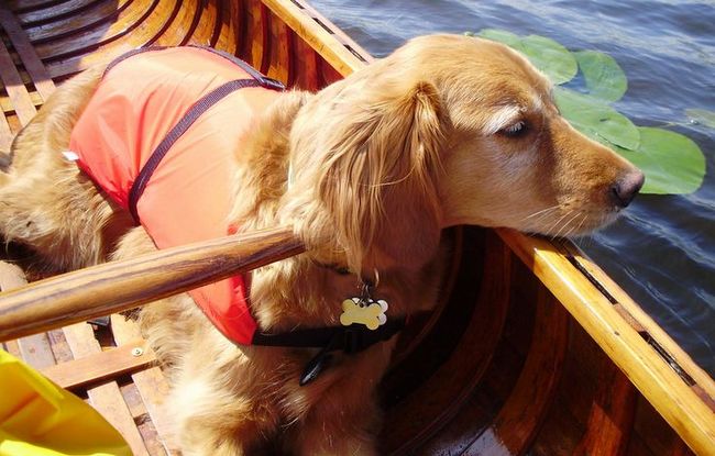 wczasy z psem nad wodą
