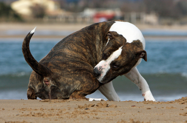 gruczoły okołoodbytowe