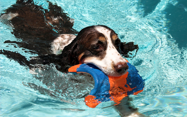 wczasy z psem nad wodą