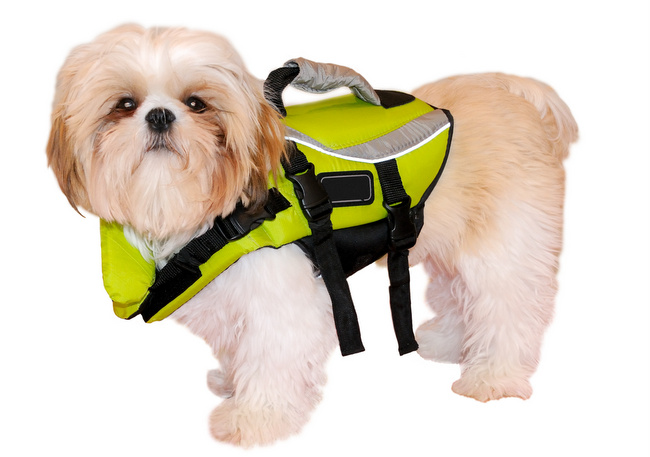 wczasy z psem nad wodą