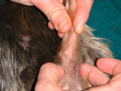 gruczoły okołoodbytowe