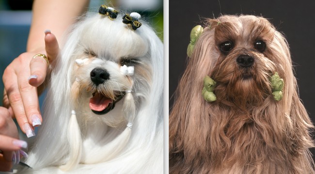 problemy z psią sierścią