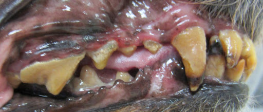 Pielęgnacja zębów