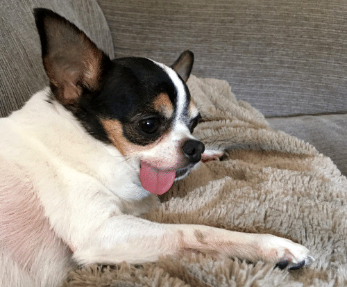 Pielęgnacja zębów