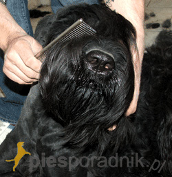 problemy z psią sierścią