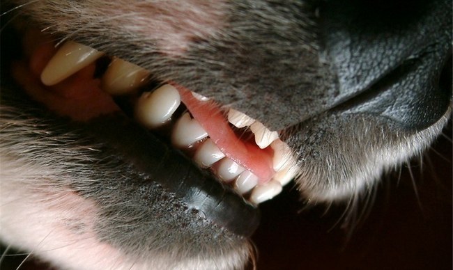 Pielęgnacja zębów