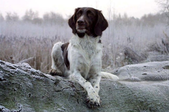 mały munsterlander charakterystyka