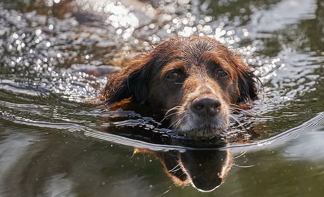 mały munsterlander charakterystyka