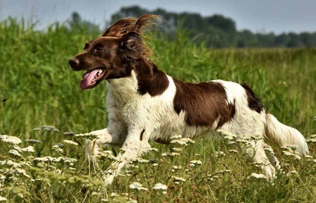 mały munsterlander charakterystyka