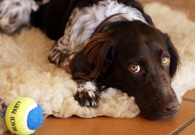 mały munsterlander charakterystyka