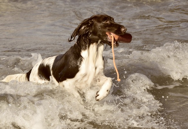 mały munsterlander charakterystyka