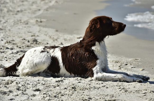 mały munsterlander charakterystyka